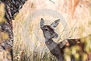 Roe deer, Monfrague National Park, Extremadura, Spain