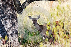 Roe deer in Monfrague National Park, Spain