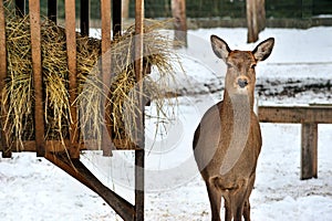 Roe deer near rack in Reserve Bialowieza Forest