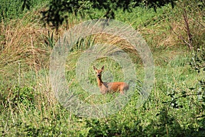 Roe Deer near the River Test in Romsey