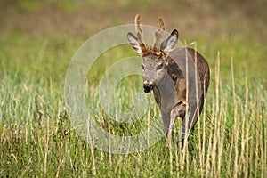 Roe deer with new antlers approaching on long grass