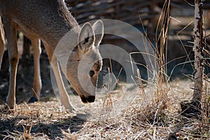 Roe deer nibble the grass on a sunny day