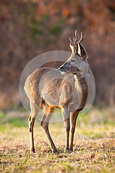 Roe deer observing on dry field in autumn in vertical shot