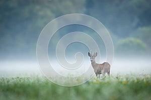 Roe deer observing on glade in fog with copy space