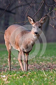 Roe deer in park