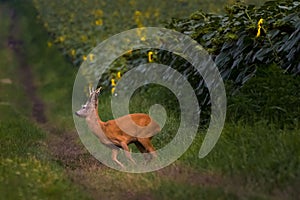 Roe deer on path near sunflower field.