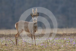 Roe deer