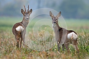 Roe deer