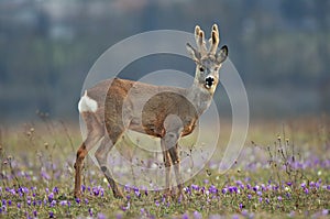 Roe deer photo