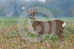 Roe deer