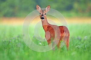 Roe deer