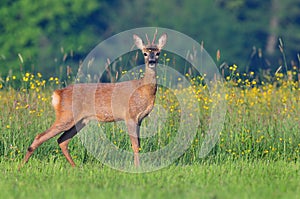 Roe deer photo