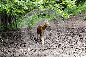 Roe deer portrait