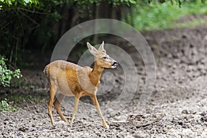 Roe deer portrait