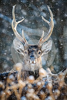 Roe deer portrait in the winter forest. Animal in natural habitat