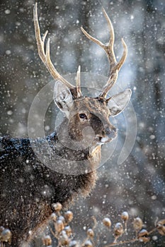 Roe deer portrait in the winter forest. Animal in natural habitat