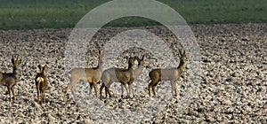 Roe deer, Ree, Capreolus capreolus