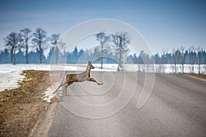 Roe deer on road