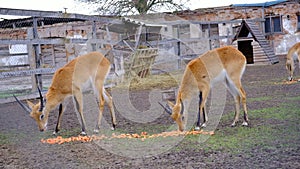 Roe deer or roes, or wild goats are a kind of deer. Animals eat food in enclosures. Feeding animals in the zoo