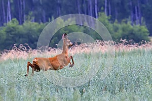Roe-deer on the run in a clearing