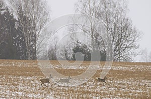 Deer running on a field