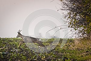 Roe deer running across agricultural field