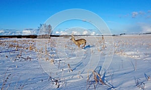 Roe deer running across the snowy field. photo