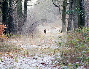 Roe deer running away in path of winter forest. Rear view.