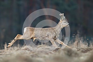 Roe deer running on dry field in springtime from side