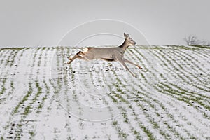 Roe deer running on field covered with snow. Capreolus capreolus