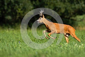 Roe deer running on grassland in summer nature from side