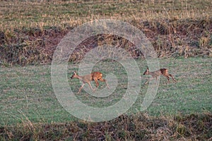 Roe deer running in the meadow