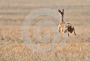 Roe deer running over field