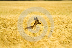 Roe deer in rye