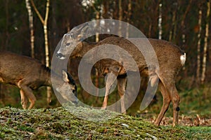 Roe deer, Capreolus capreolus saliva flows as he chews after eating plants