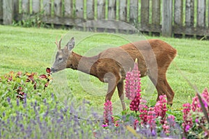 Roe deer  Scottish Highands, Scotland