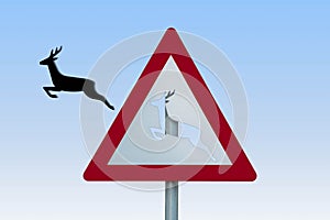 Roe deer sign