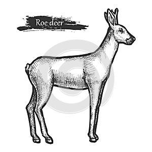 Roe deer sketch, wild animal line hatching