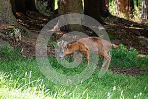 roe deer small wild fawn woods and fields Italy