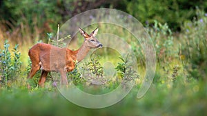 Roe deer sneaking on growned pasture in summer nature