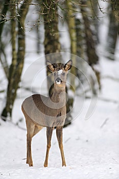 Roe-deer in snow