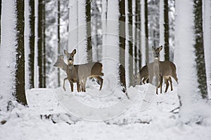 Roe deer in the snow during winter