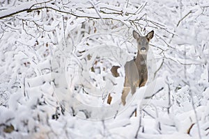 Roe deer in the snow during winter photo
