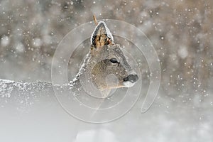 Roe deer in snowfall