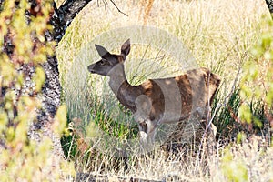 Roe deer in Spanish Monfrague National Park