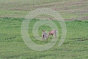 Roe deer on a spring meadow. Wild animals grazing on green grass