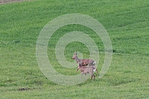 Roe deer on a spring meadow. Wild animals grazing on green grass