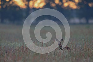 Roe deer stand into the high grass