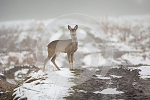 A roe deer standing by a dirt road on a winter day