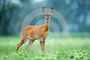 Roe deer standing in a field